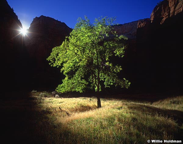 Willie Holdman - Backlit Tree Photo