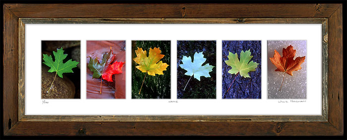 Photograph of Maple Leaves of various seasons