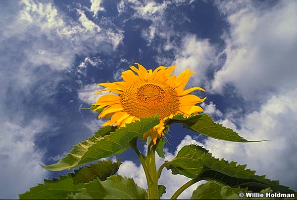 SunFlower photo against a beautiful sky.