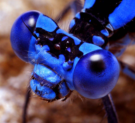 Thomas Shahan - Damsel Fly